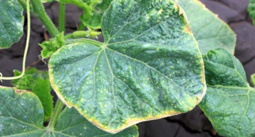 Příčiny žloutnutí listů u sazenic okurek a způsoby léčby